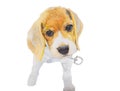 Dog isolated on white background .Beagle Dog Hand painted Watercolor illustration.