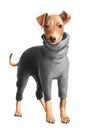 Dog Italian Greyhound in the grey sweater