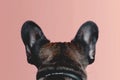 A dog with its ears back and its head turned to the side, Black French Bulldog Royalty Free Stock Photo