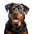 Photorealistic Rottweiler Drawing On White Background