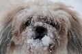 Dog with its nose covered in snow Royalty Free Stock Photo