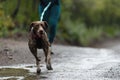 Canicross dog mushing race
