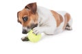 Dog Jack Russel terrier playing with a toy. Royalty Free Stock Photo