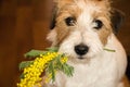 Dog jack russel terrier with a sprig of mimosa.