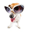 Dog jack russel terrier with white sunglasses