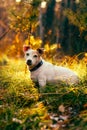 Dog Jack Russell Terrier in the autumn forest sits in the grass in the sun Royalty Free Stock Photo