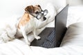 Dog Jack Russell terrier in bed concentrated looking to laptop computer screen Royalty Free Stock Photo
