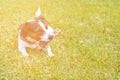 Dog jack Russell Terrier bites a stick lying on the grass