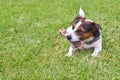 Dog jack Russell Terrier bites a stick lying on the grass