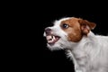 Dog Jack Russell Terrier on the black, angry Royalty Free Stock Photo