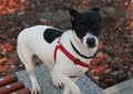 Dog Jack Russell Terrier with a black and white color on a concrete surface.