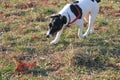 Dog Jack Russell Terrier with a black and white color is walking along the grass with fallen autumn leaves. Royalty Free Stock Photo