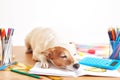 Dog Jack Russell Terrier and chool supplies background. Back to school concept. Items for school. Office desk with copy space.