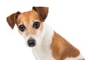Dog Jack Russell terrier Royalty Free Stock Photo