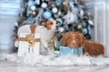 Dog Jack Russell Terrier and Dog Nova Scotia Duck Tolling Retriever holiday, Christmas and New Year Royalty Free Stock Photo