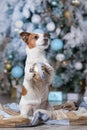 Dog Jack Russell Terrier and Dog Nova Scotia Duck Tolling Retriever holiday, Christmas and New Year Royalty Free Stock Photo