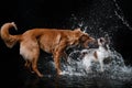 Dog Jack Russell Terrier and Dog Nova Scotia Duck Tolling Retriever, dogs play, jump, run, move in water Royalty Free Stock Photo