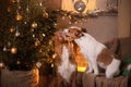 Dog Jack Russell Terrier and Dog Nova Scotia Duck Tolling Retriever . Happy New Year, Christmas, pet in the room the Christmas Royalty Free Stock Photo