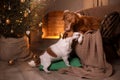 Dog Jack Russell Terrier and Dog Nova Scotia Duck Tolling Retriever . Happy New Year, Christmas, pet in the room the Christmas Royalty Free Stock Photo