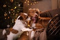 Dog Jack Russell Terrier and Dog Nova Scotia Duck Tolling Retriever . Happy New Year, Christmas, pet in the room the Christmas Royalty Free Stock Photo