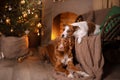 Dog Jack Russell Terrier and Dog Nova Scotia Duck Tolling Retriever . Happy New Year, Christmas, pet in the room the Christmas Royalty Free Stock Photo