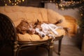 Dog Jack Russell Terrier and Dog Nova Scotia Duck Tolling Retriever . Happy New Year, Christmas, pet in the room the Christmas Royalty Free Stock Photo