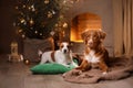 Dog Jack Russell Terrier and Dog Nova Scotia Duck Tolling Retriever . Happy New Year, Christmas, pet in the room the Christmas Royalty Free Stock Photo