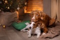 Dog Jack Russell Terrier and Dog Nova Scotia Duck Tolling Retriever . Happy New Year, Christmas, pet in the room the Christmas Royalty Free Stock Photo