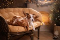 Dog Jack Russell Terrier and Dog Nova Scotia Duck Tolling Retriever . Happy New Year, Christmas, pet in the room the Christmas Royalty Free Stock Photo