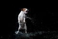 Dog Jack Russell Terrier, dogs play, jump, run, move in water Royalty Free Stock Photo