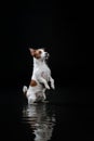 Dog Jack Russell Terrier, dogs play, jump, run, move in water Royalty Free Stock Photo