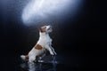 Dog Jack Russell Terrier, dogs play, jump, run, move in water Royalty Free Stock Photo