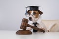 Dog jack russell terrier dressed as a judge and holding a gavel on a white background. Royalty Free Stock Photo