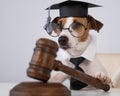 Dog jack russell terrier dressed as a judge and holding a gavel on a white background. Royalty Free Stock Photo