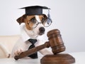 Dog jack russell terrier dressed as a judge and holding a gavel on a white background. Royalty Free Stock Photo