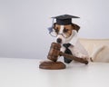 Dog jack russell terrier dressed as a judge and holding a gavel on a white background. Royalty Free Stock Photo