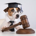 Dog jack russell terrier dressed as a judge and holding a gavel on a white background. Royalty Free Stock Photo