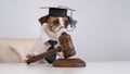 Dog jack russell terrier dressed as a judge and holding a gavel on a white background. Royalty Free Stock Photo