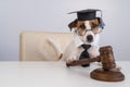 Dog jack russell terrier dressed as a judge and holding a gavel on a white background. Royalty Free Stock Photo