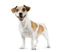 Dog Jack Russell Terrier in full length