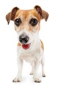 Dog Jack Russell terrier Royalty Free Stock Photo