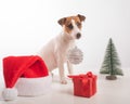 Dog jack russell terrier getting ready for christmas.