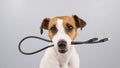 Dog jack russell terrier gnaws on a black usb wire on a white background. Copy space. Royalty Free Stock Photo