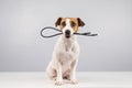 Dog jack russell terrier gnaws on a black usb wire on a white background. Copy space. Royalty Free Stock Photo