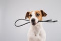 Dog jack russell terrier gnaws on a black usb wire on a white background. Copy space. Royalty Free Stock Photo