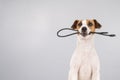 Dog jack russell terrier gnaws on a black usb wire on a white background. Copy space. Royalty Free Stock Photo