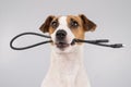 Dog jack russell terrier gnaws on a black usb wire on a white background. Royalty Free Stock Photo