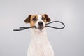 Dog jack russell terrier gnaws on a black usb wire on a white background. Royalty Free Stock Photo