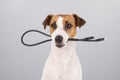 Dog jack russell terrier gnaws on a black usb wire on a white background. Royalty Free Stock Photo