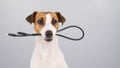 Dog jack russell terrier gnaws on a black usb wire on a white background. Royalty Free Stock Photo